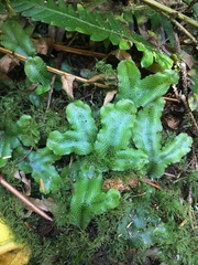 Conocephalum conicum