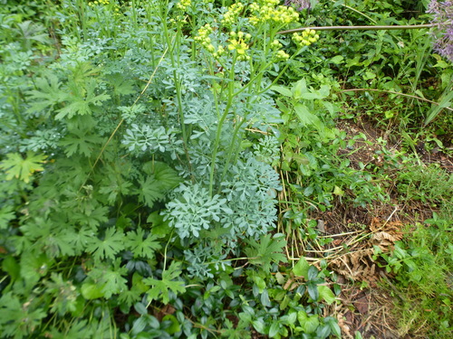 Ruta graveolens