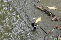 Papilio nephelus chaonulus
