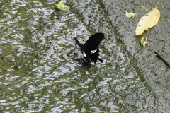 Papilio nephelus chaonulus