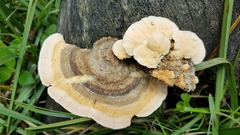 Trametes pavonia