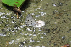 Megisba malaya sikkima