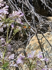 Proserpinus clarkiae