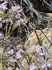 Proserpinus clarkiae