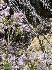 Proserpinus clarkiae