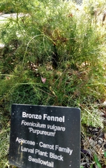 Foeniculum vulgare dulce