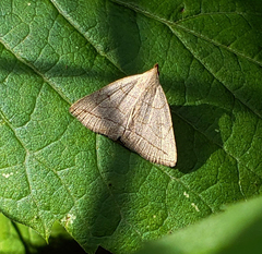 Zanclognatha pedipilalis