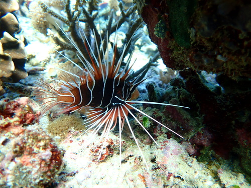 Clearfin Lionfish — seen at this dive site