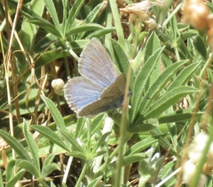Icaricia icarioides pardalis