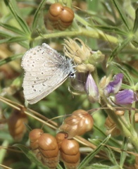 Icaricia icarioides pardalis
