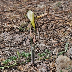 Zephyranthes concolor