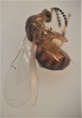 Odontofroggatia galili