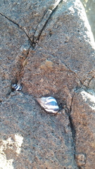 Echinolittorina peruviana