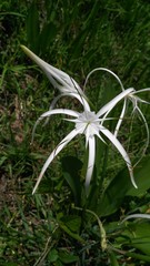 Hymenocallis liriosme