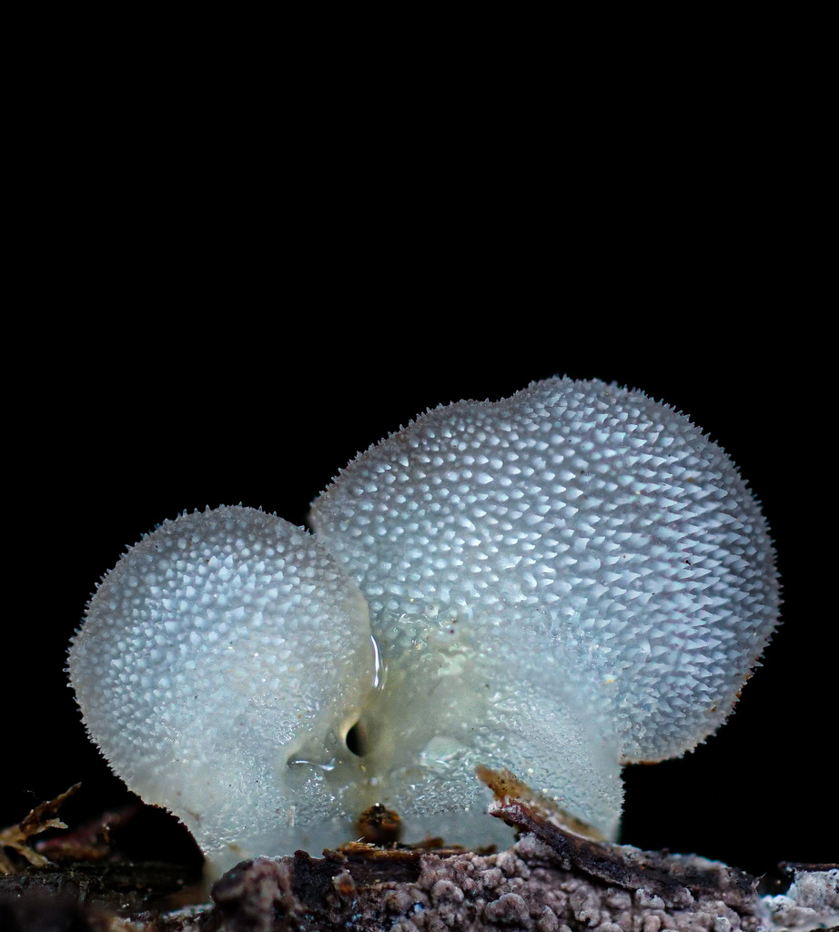 Pseudohydnum sp. 'PNW01'