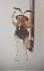 Odontofroggatia galili
