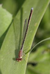 Argentagrion ambiguum