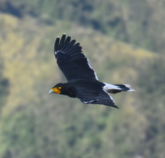 Daptrius carunculatus