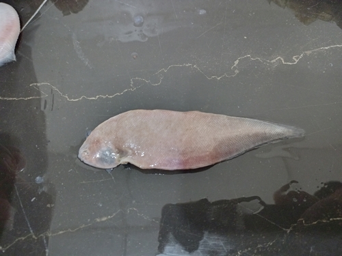 Chabanaud's tonguesole (Symphurus chabanaudi) — Cynoglossidae