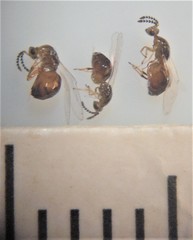 Odontofroggatia galili