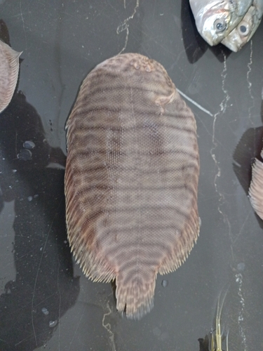Sole (Trinectes fonsecensis) — Achiridae