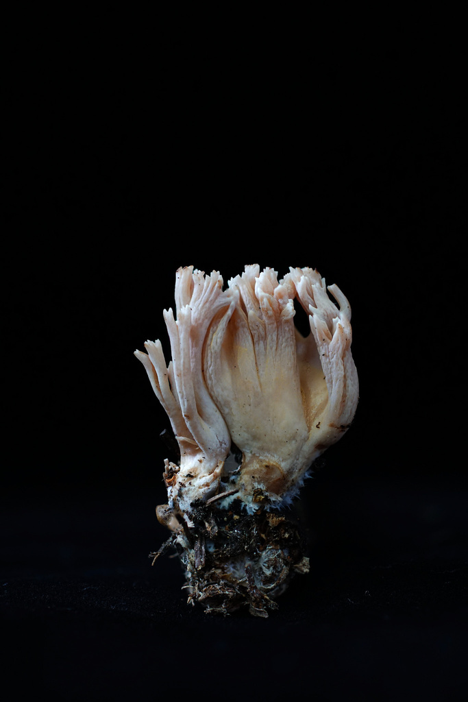 Ramaria sp. 'CO02'