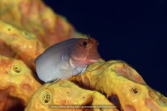 Ophioblennius macclurei