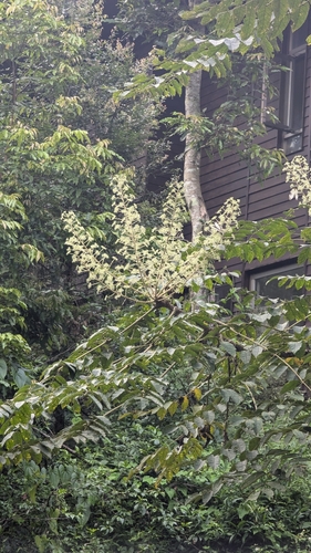 Aralia decaisneana (Aralia decaisneana)
