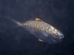 Orangefin Ponyfish photo 2