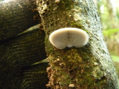 Conchomyces bursiformis