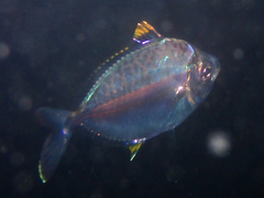 Orangefin Ponyfish photo 3