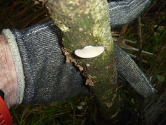 Conchomyces bursiformis