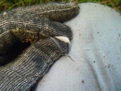 Conchomyces bursiformis