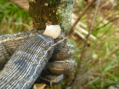 Conchomyces bursiformis