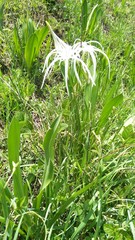 Hymenocallis liriosme