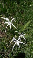 Hymenocallis liriosme