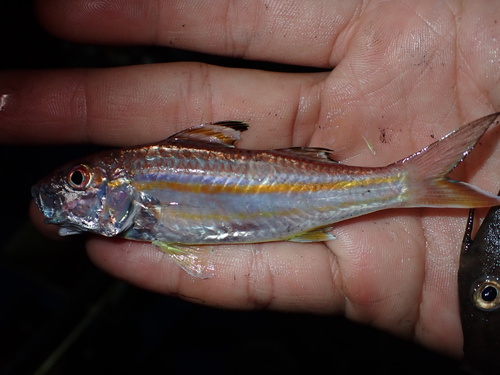Beach goatfish (Upeneus sulphureus) — Mullidae — 2