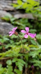 Geranium robertianum