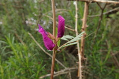 Vicia sativa nigra