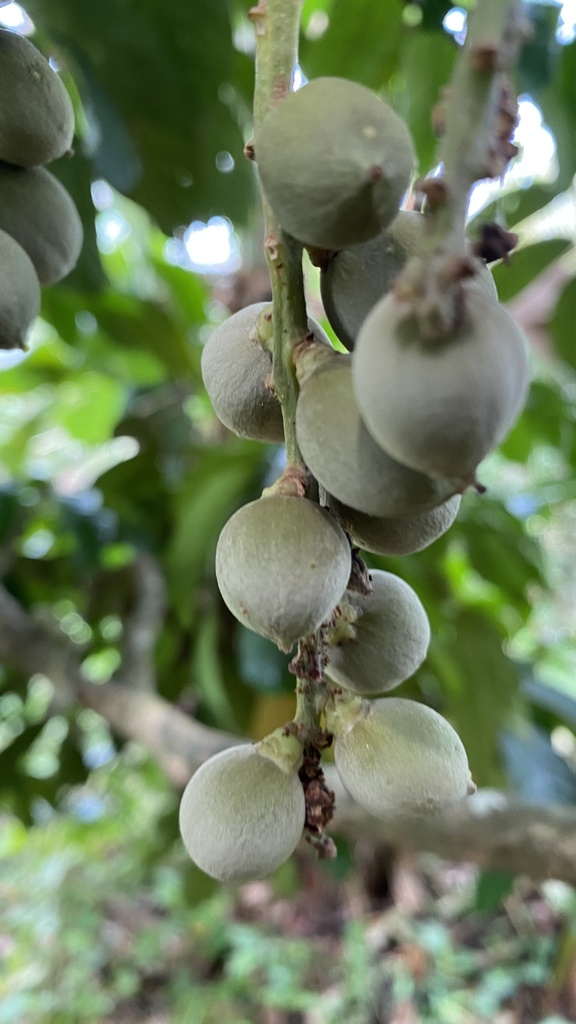 Lansium parasiticum