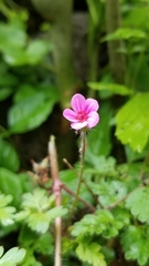 Geranium robertianum