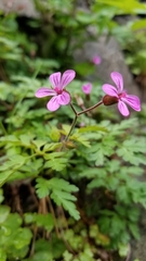 Geranium robertianum