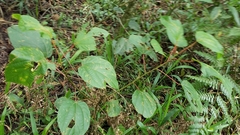 Alchornea latifolia