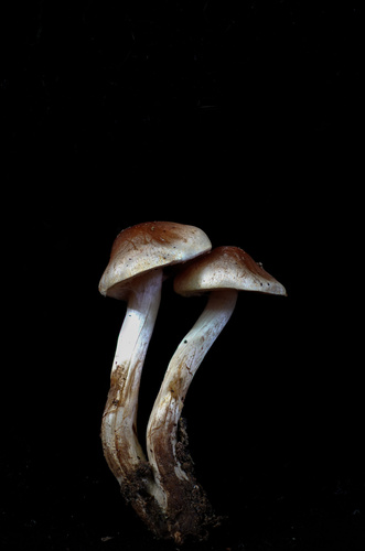 Hebeloma excedens