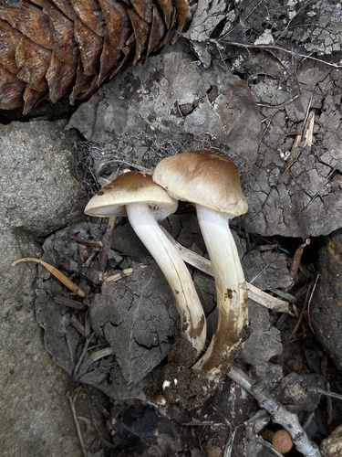 Hebeloma excedens (Photo 2 of 4)