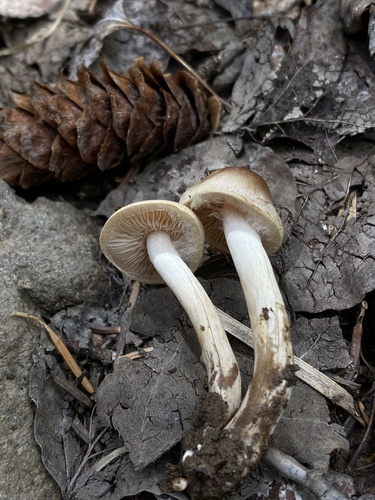 Hebeloma excedens (Photo 3 of 4)