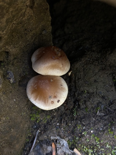 Hebeloma excedens (Photo 4 of 4)