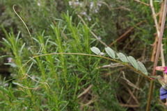 Vicia sativa nigra
