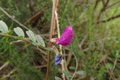 Vicia sativa nigra