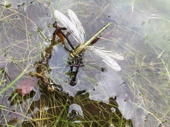 Arigomphus villosipes